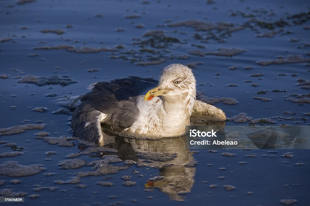 Mewa na zanieczyszczonej wody - Zbiór zdjęć royalty-free (Ptak)