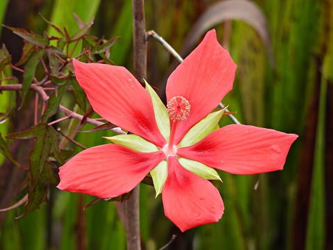 Swamp Hibiscus also known as Scarlet Rosemallow and Texas Star Hibiscus.