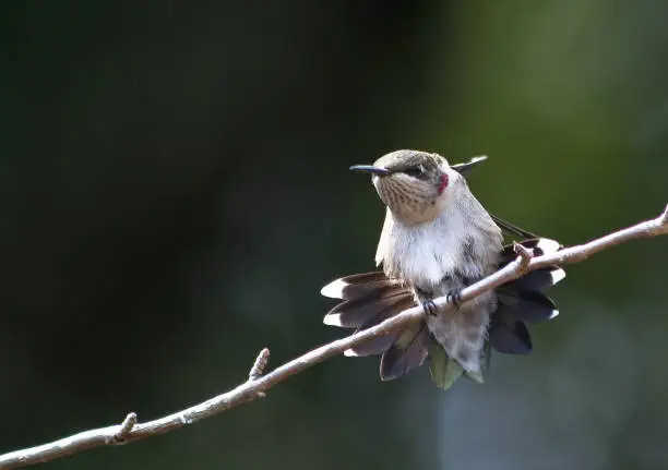 Photo of humming bird with attitude