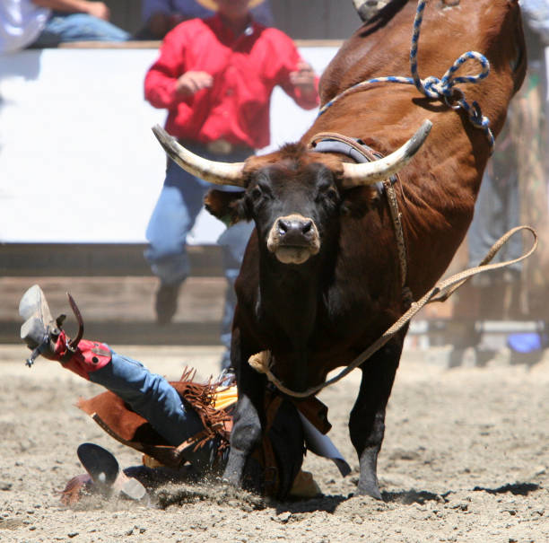 Big bedeuten Bull – Foto