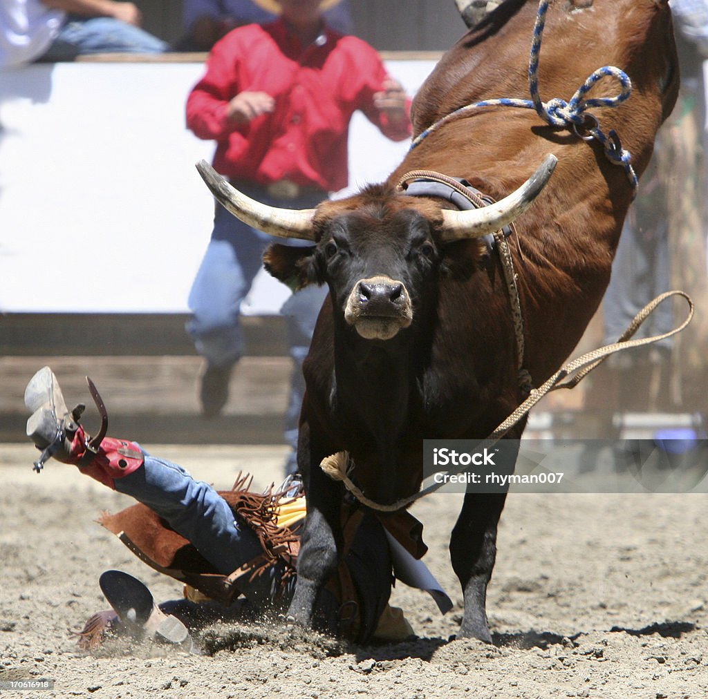 Big Mean Bull A big bull kicks off a cowboy. This is part of a rodeo series. Bull - Animal Stock Photo