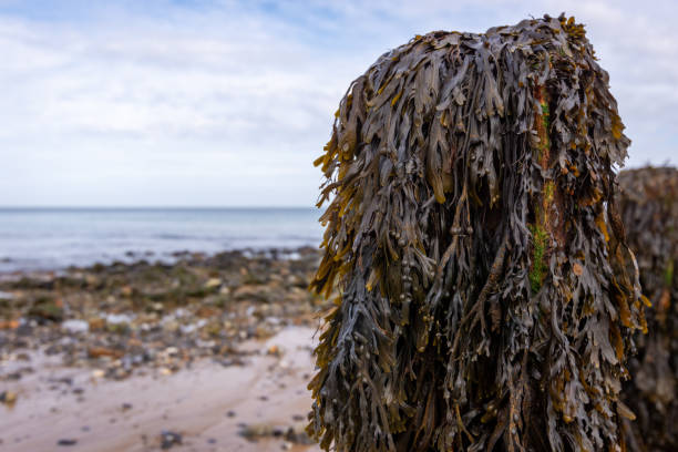 istock Seaweed growing on the coastal beach 1706169200