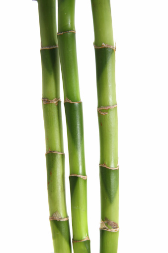 Bamboo isolated on whiteMore bamboo