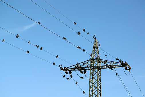 birds sitting on electric power lines