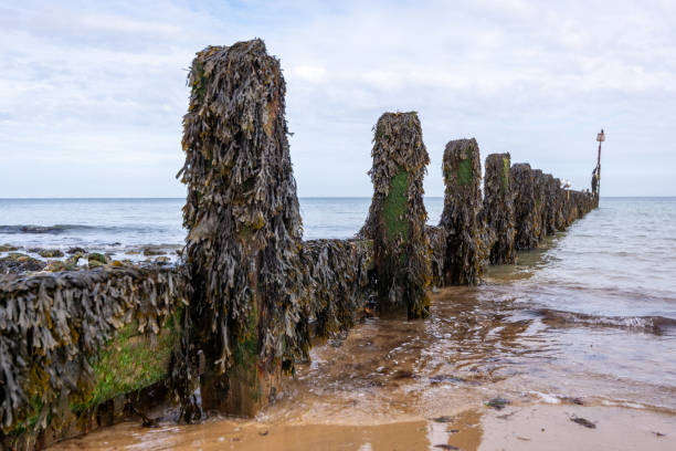 istock Seaweed growing on the coastal beach 1706169586