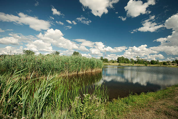 Wetlands with a scenic cloudscape in the background.