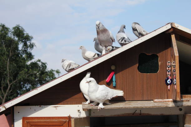 istock Pigeons on the coop roof 1706169786