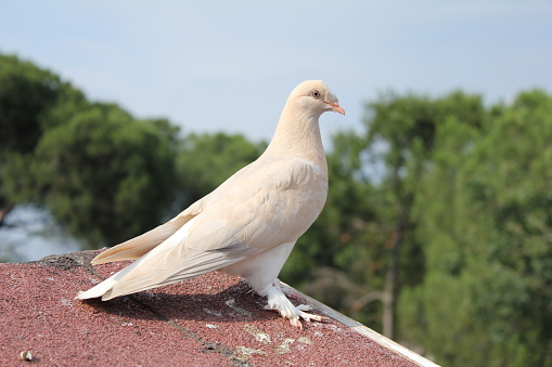 White dove on the roof waiting to fly