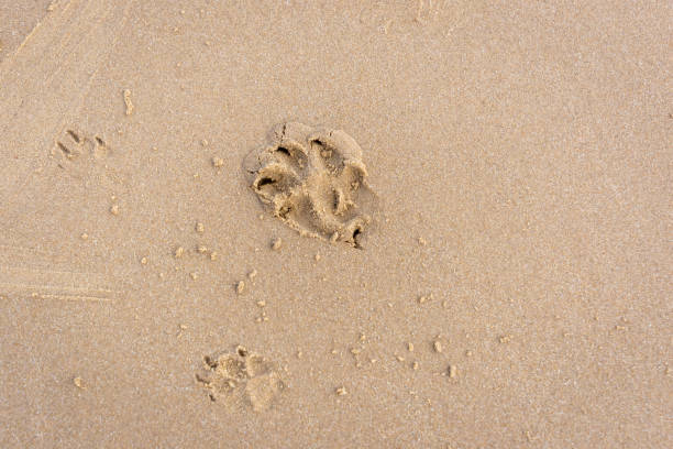 istock Golden sandy beach on the coast of Norfolk 1706169797