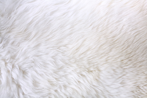 Close up view of white fur detail