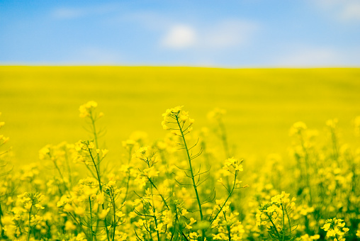 Rapeseed field. Wonderful blooming yellow canola field landscape. Beautiful rapeseed growing on the hills.