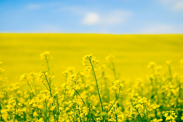 Large yellow field of rape seeds yellow flower of rape canola growth stock pictures, royalty-free photos & images