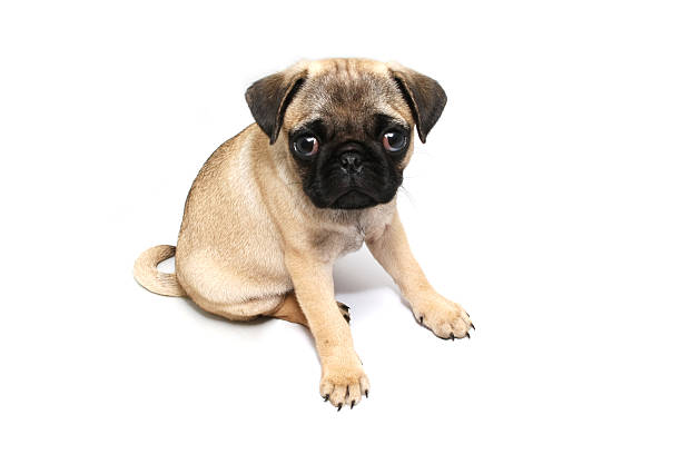 istock Pug puppy isolated on white...high key 170617219