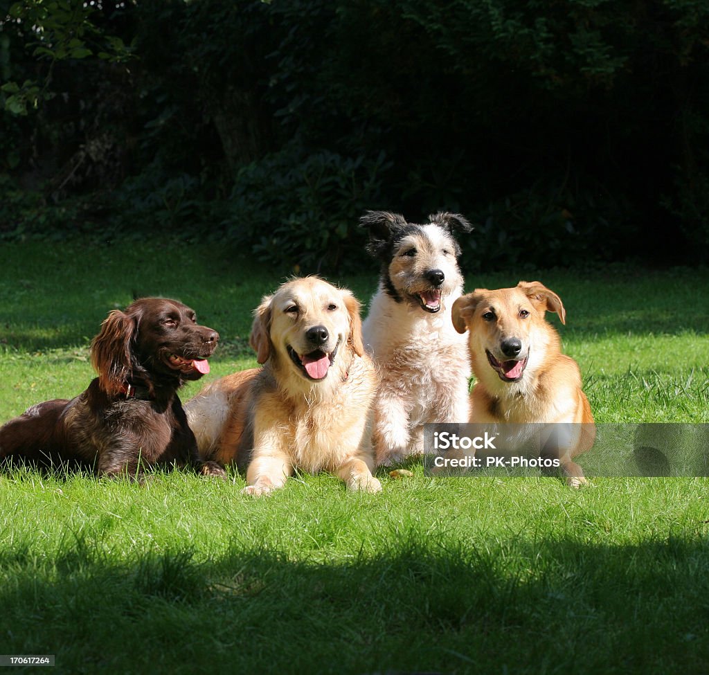 Felices amigos - Foto de stock de Perro libre de derechos