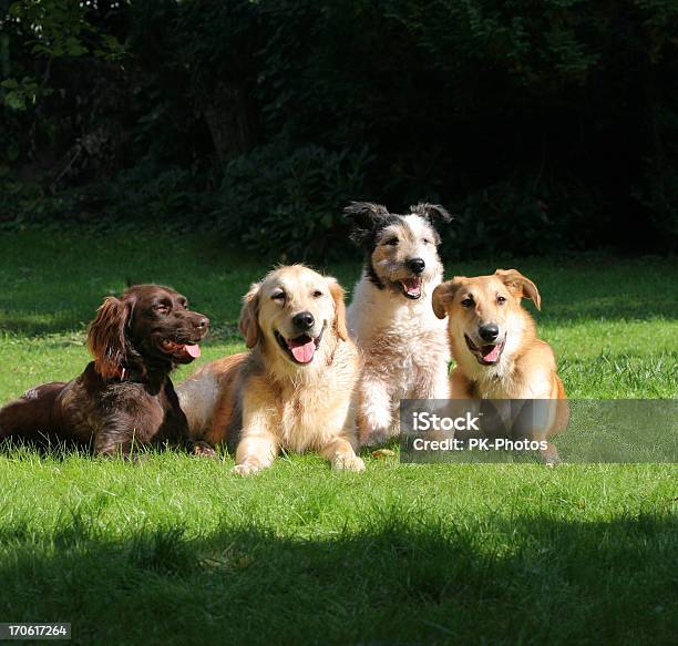 Felices Amigos Foto de stock y más banco de imágenes de Perro - Perro, Juguetón, Unión