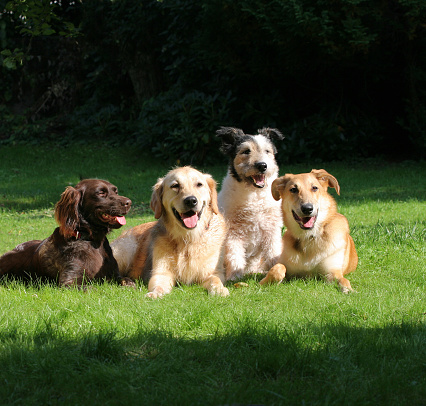 group of happy dogs laying in the grass