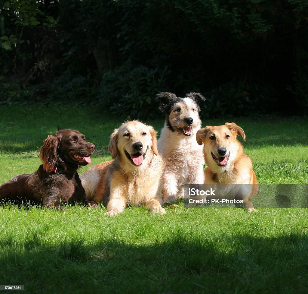 Szczęśliwy znajomych - Zbiór zdjęć royalty-free (Pies)