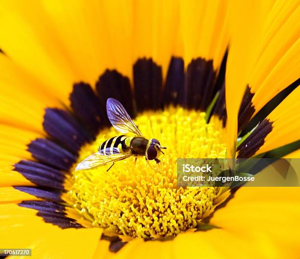 Hungrig Insect Stockfoto und mehr Bilder von Bestäuber - Bestäuber, Bestäubung, Bewegung