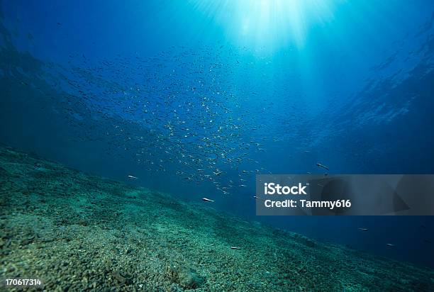 Peces De Arrecife Inclinación Foto de stock y más banco de imágenes de Pez - Pez, Debajo de, Agua