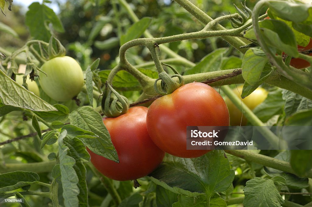 Close-up de maturação Tomates-Caqui na vinha - Foto de stock de Agricultura royalty-free