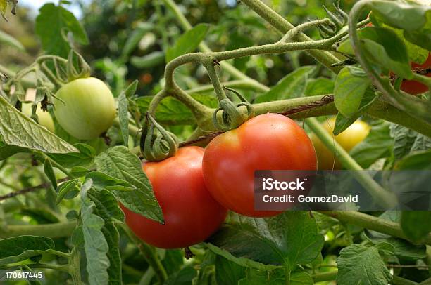 Foto de Closeup De Maturação Tomatescaqui Na Vinha e mais fotos de stock de Agricultura - Agricultura, Agricultura Industrial, Colheita