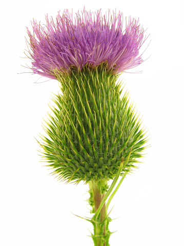 A Scottish Thistle in bloom and isolated on a white background.