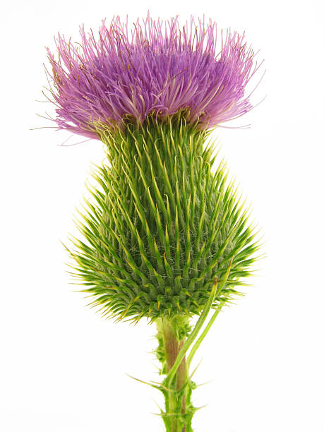 Thistle. A Scottish Thistle in bloom and isolated on a white background. Scottish Thistle stock pictures, royalty-free photos & images