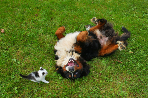 Bernese Mountain dog and little cat