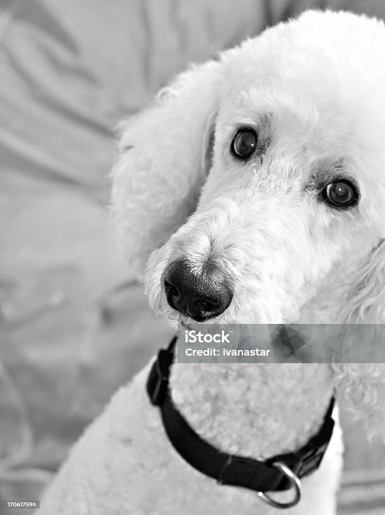 Adorável branco padrão de Poodle - Foto de stock de Poodle Padrão royalty-free