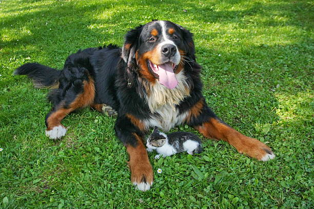 Bernese mountain dog and a cat
