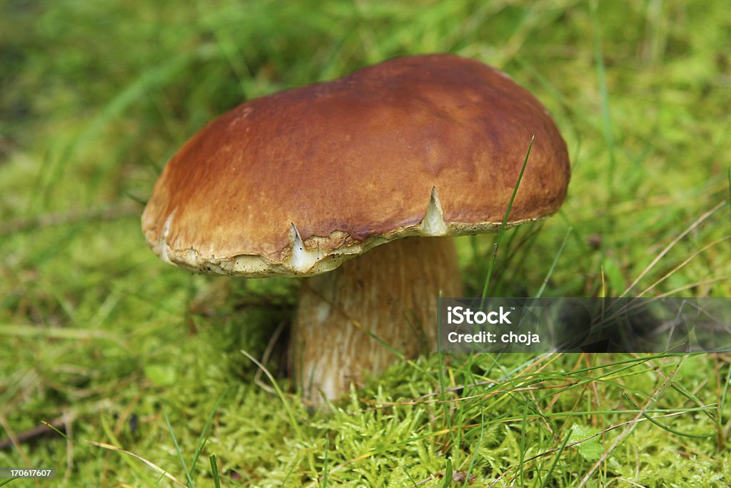 Cepe w nature.porcini mushroom - Zbiór zdjęć royalty-free (Borowik szlachetny)