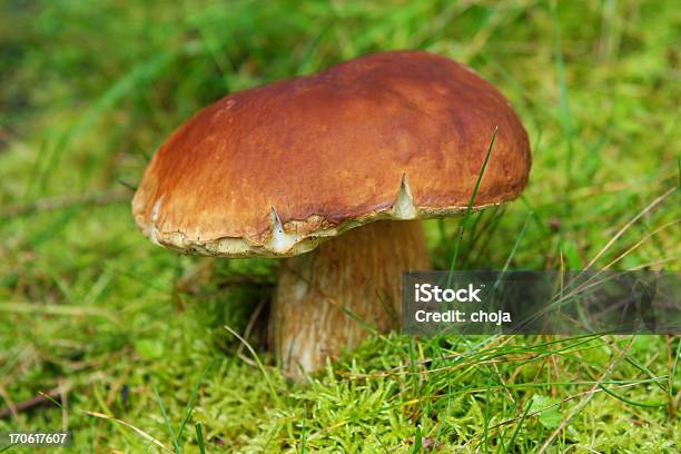 Cepe W Natureporcini Mushroom - zdjęcia stockowe i więcej obrazów Borowik szlachetny - Borowik szlachetny, Owocnik, Delikatesy