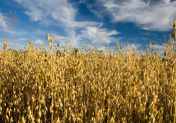 campo di avena - oat field plant cirrocumulus foto e immagini stock