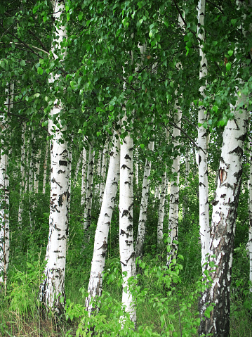 Birch forest with tall birch trees with yellow and green foliage, sunny autumn weather in a birch forest with a blue sky