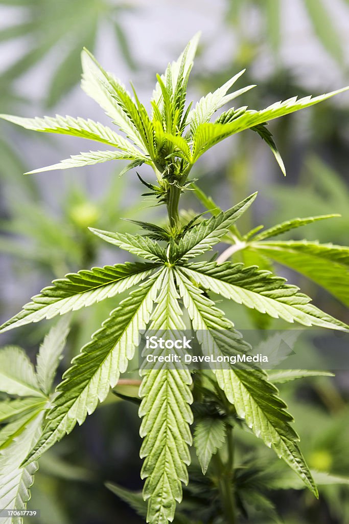 Cannabis - Photo de Beauté libre de droits