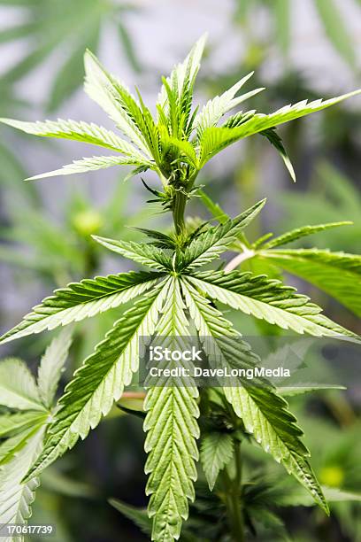 Photo libre de droit de Cannabis banque d'images et plus d'images libres de droit de Beauté - Beauté, Bouton de fleur, Couleur verte