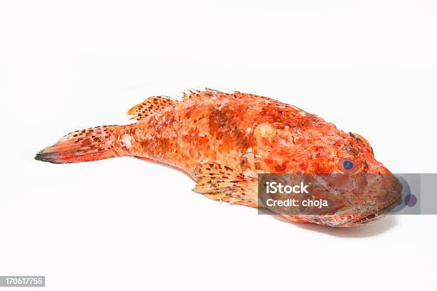 Scrofa Scorpaena Prepaired Per Cucinare Pesce Scorpione - Fotografie stock e altre immagini di Scorpena