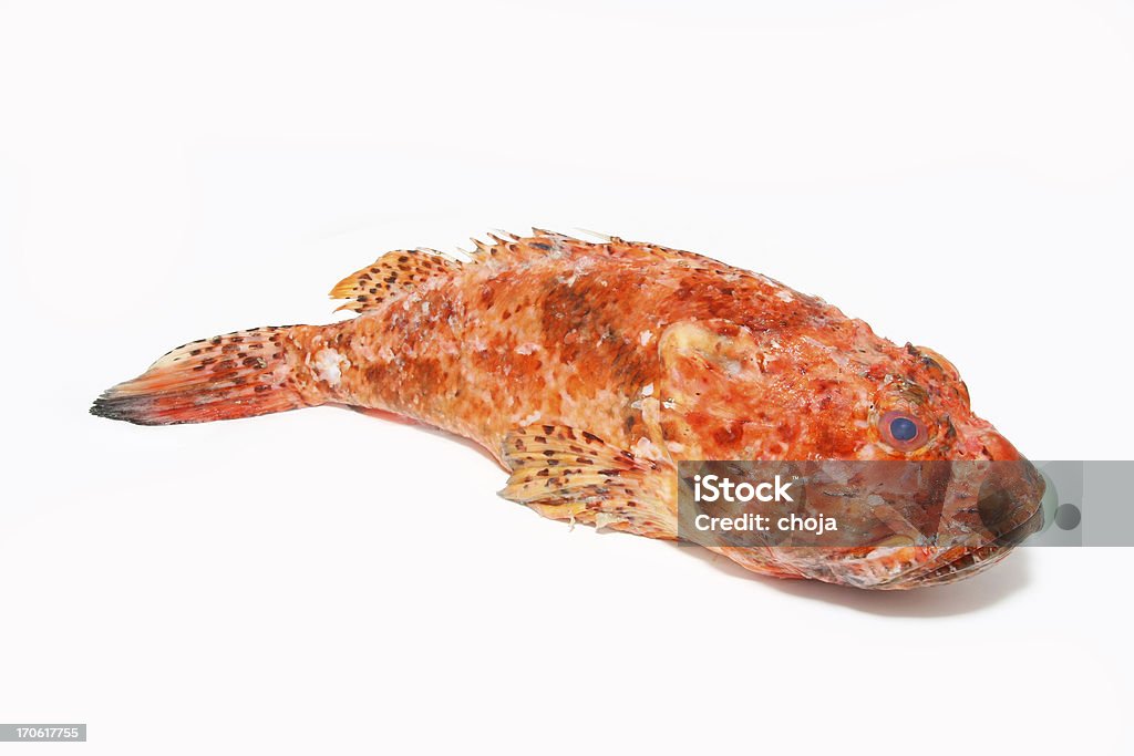 Scorpaena Scrofa 、サソリ prepaired 、魚の調理法 - フサカサゴ科のロイヤリティフリーストックフォト