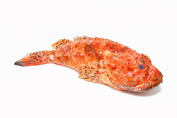 scorpaena scrofa, prepaired para cozinhar peixe-escorpião - rockfish imagens e fotografias de stock