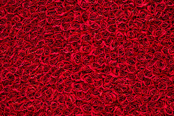 빨간 장미 배경기술 - abundance of flowers 뉴스 사진 이미지