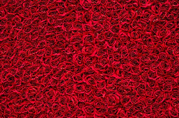 Red roses background.