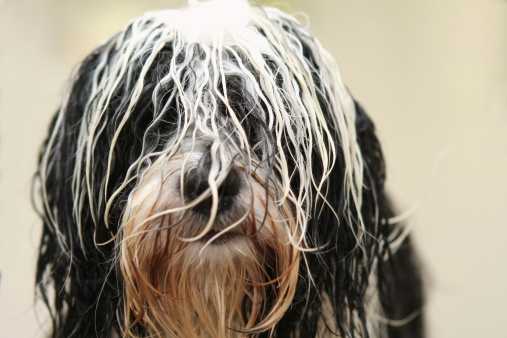 Wet Tibetan Terrier