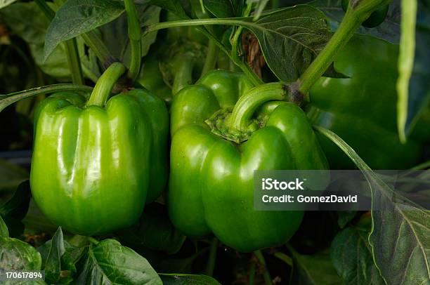 Bell Peppers Crescimento No Campo - Fotografias de stock e mais imagens de Legumes - Legumes, Ninguém, Quinta