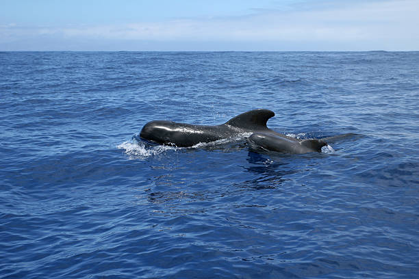 wild whales family Teneriffe stock photo