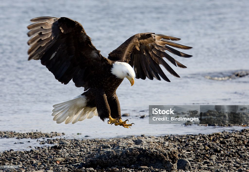 Bald Eagle - Landing on Beach Landing on beach. Landing - Touching Down Stock Photo