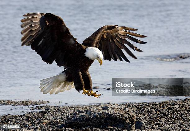 Bald Eagle Landing On Beach Stock Photo - Download Image Now - Landing - Touching Down, Bald Eagle, Eagle - Bird