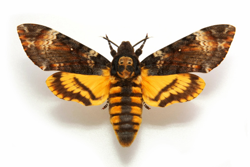 Mariposa muerte de cabeza Hawkmoth.Acherontia atropos photo