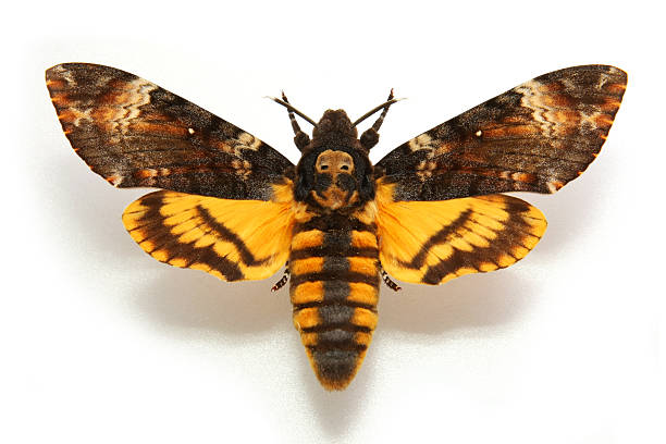 나비 사형수 왜고너의-헤드 hawkmoth.acherontia atropos - moth 뉴스 사진 이미지