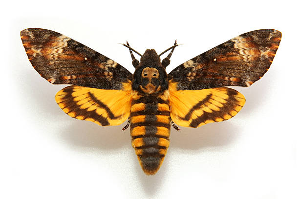 Butterfly Death's-head Hawkmoth....Acherontia atropos Acherontia atropos moth wing symmetry tropical climate stock pictures, royalty-free photos & images