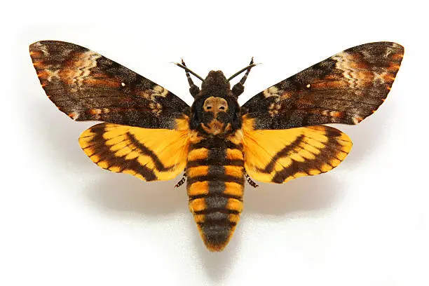 Photo of Butterfly Death's-head Hawkmoth....Acherontia atropos